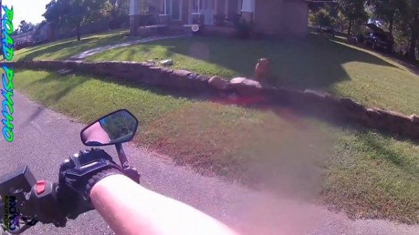 ANIMALS VS BIKERS - Bikers in Trouble!