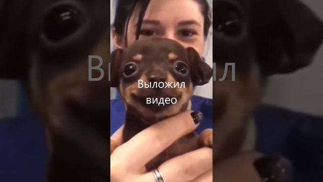 ГДЕ АКТИВ! #shorts #shorts #memes смотреть онлайн
