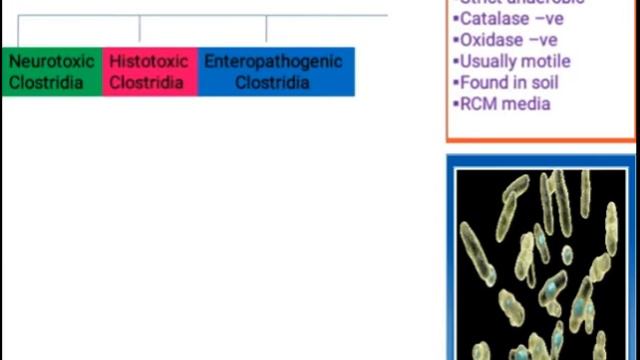 Clostridium || Medical Microbiology || Quick overview смотреть онлайн