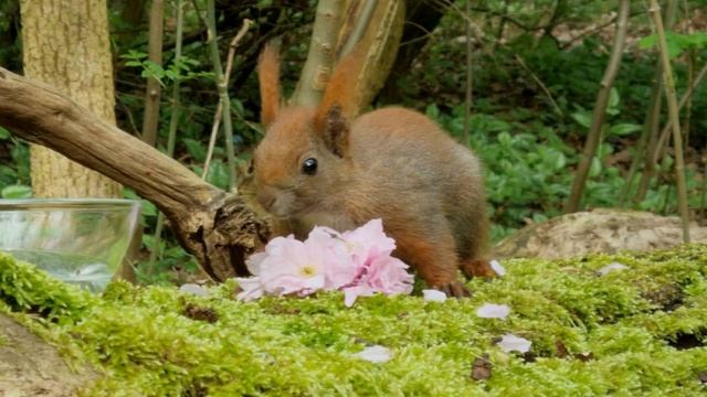 Squirrel's Mom and Her Fluffy Friends 💜| Magnificent Forest | Nature Relax Music | Birds Chirping смотреть онлайн