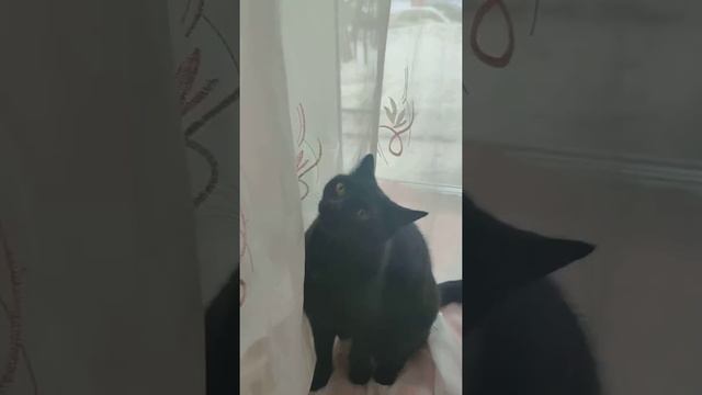 Играюсь с кошкой смотреть онлайн