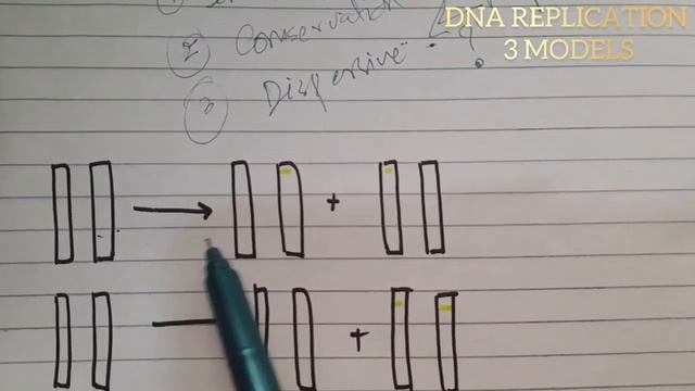 DNA replication | 3 m0dels | which one is Correct? смотреть онлайн