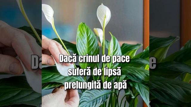 Adaugă 3 lingurițe plantele înfloresc, iar cele cu probleme prind viață смотреть онлайн