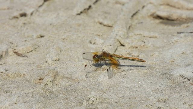 Августовские Рыбаки