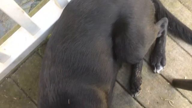 Петяй смотреть онлайн