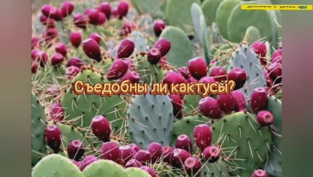 Съедобны ли кактусы смотреть онлайн