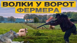 ОХОТА на ВОЛКОВ, волки зашли в загон фермера, реальная охота в Ингушетии