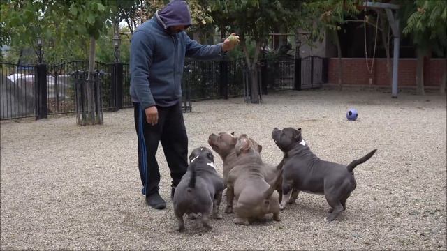 TOP 10 MALES BIGDOGS ROMANIA KENNEL I LOVE MY BOYS. AGE OF MALES STARTS FROM 8 MONTHS TO 5 YEARS OL смотреть онлайн