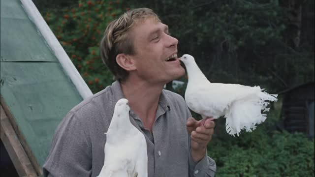 Сизари смотреть онлайн