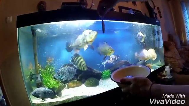 Peacock BASS смотреть онлайн