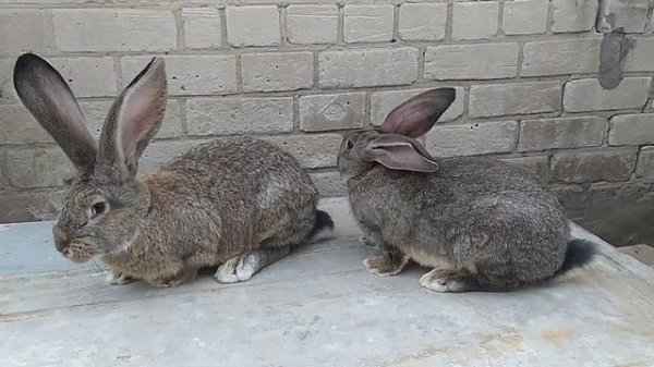 Кролики Фландр | ДРУГ КУПИЛ САМЦА ФЛАНДР из Волгограда | Сравниваем экстерьер с мой самкой | Обзор