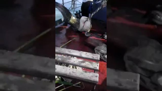 Сом 70 кг(3) смотреть онлайн