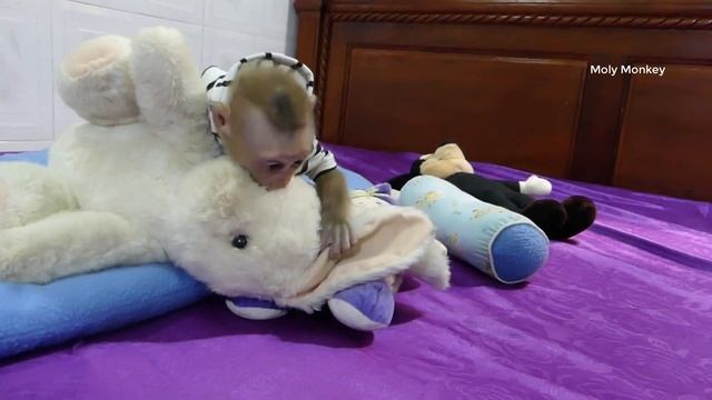 That's Very Handsome Moly Wear New Clothes Walking Two Leg | Very Adorable Moly смотреть онлайн