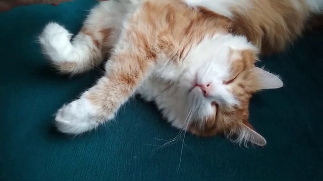 Смешная кошка спит. Смотрите до конца, там самое интересное/ Funny cat sleeping. Watch to the end смотреть онлайн