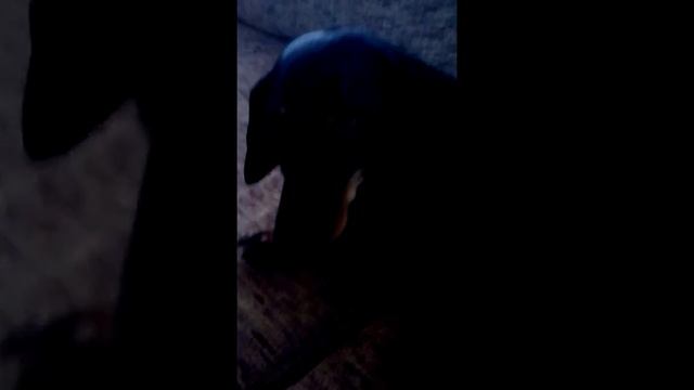 Тайная жизнь домашних животных