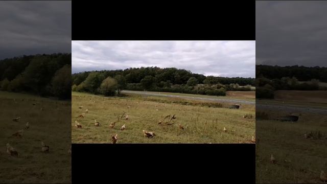 Farm Chicken In Germany With Also Ducks