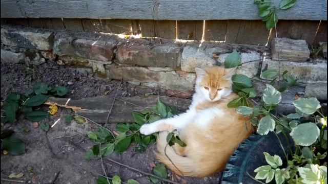 Один день августа. Варенье из груш лимонок. На поводу у Дружка. смотреть онлайн