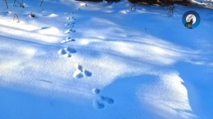 НИ В КОЕМ СЛУЧАЕ НЕ ТРОПИ ЗАЙЦА ТАК