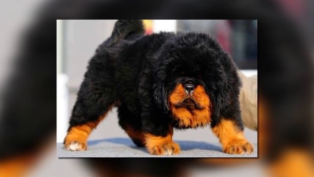 10 Guard Dogs You Don't Want To Mess With смотреть онлайн