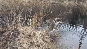 Зима недаром злится, прошла ее пора...