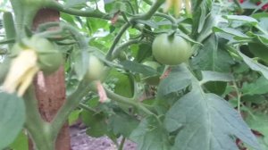 ТОМАТ ТОЛСТЫЙ ДЖЕК - КАК МОЖНО ФОРМИРОВАТЬ КУСТЫ? ОГОРОДНАЯ АЗБУКА ОЛЬГИ ЧЕРНОВОЙ.