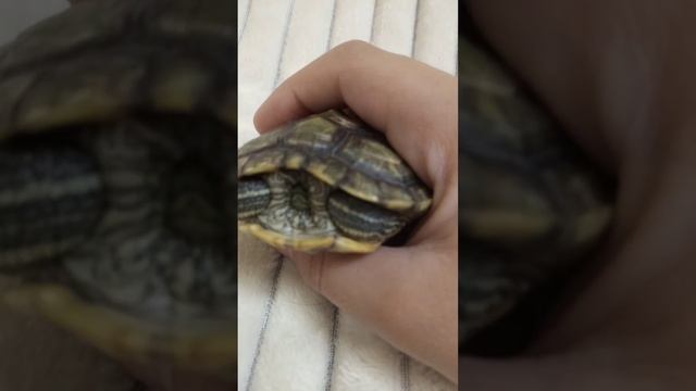 1 часть как ухаживать за черепахой смотреть онлайн