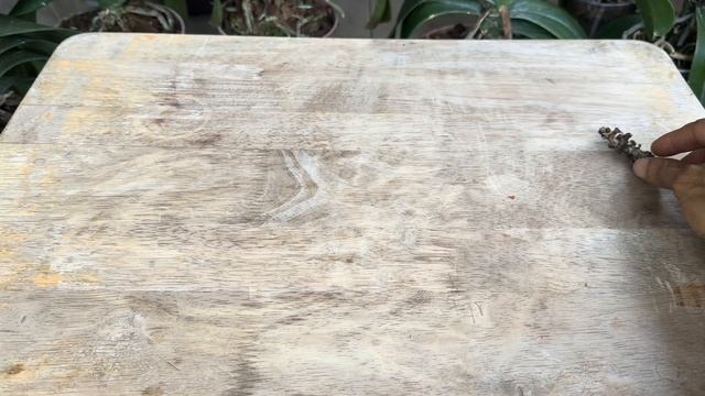 Thật Diệu Kỳ  Nó Làm 1 Gốc Phong Lan Hồi Sinh Lập Tức