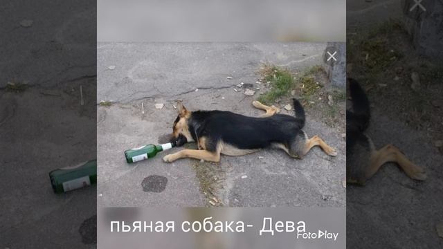 Какая ты собака по знаку зодиака смотреть онлайн