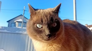 фильм коты воители