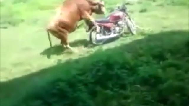 Toro y Moto xD смотреть онлайн