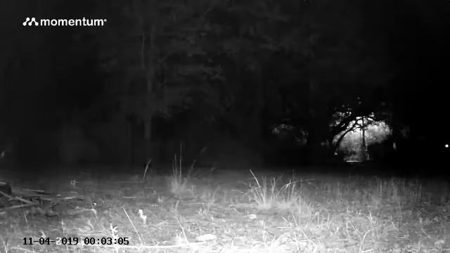 Opossum смотреть онлайн