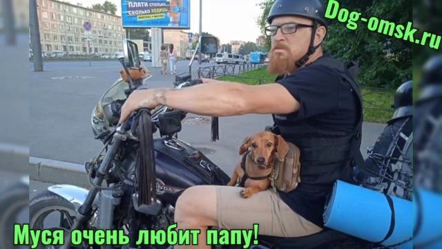 Привет от МУСИ из Питера! смотреть онлайн