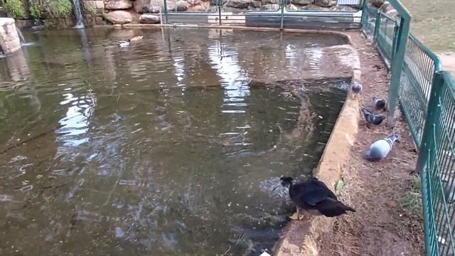 Утка пьет из фонтанчика. смотреть онлайн