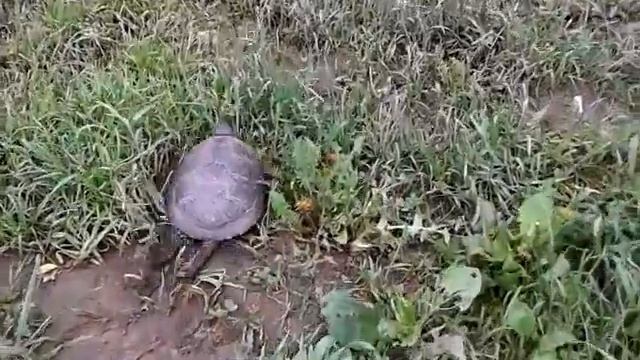 свободу черепахам ! смотреть онлайн