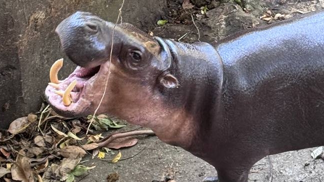 Ч.1. В зоопарке Кхао Кхео в Тайланде. 18.12.2024 #животные #зоопарк #таиланд # паттайя