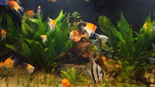 Oświetlenie w moich akwariach 840 i i 450 l. смотреть онлайн