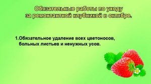 Подкормка и укрытие ремонтантной клубники на зиму