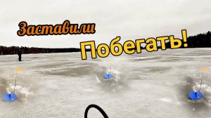 Жерлицы заставили побегать! Зимняя рыбалка в Карелии