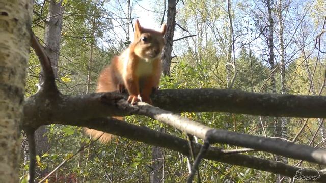 Белка ругается/rebel squirrel смотреть онлайн