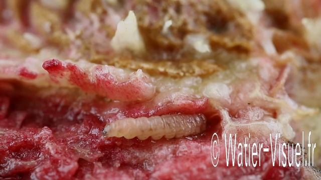 Tordeuse orientale du pêcher смотреть онлайн