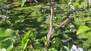 Как избавиться от муравьев и тли на садовых деревьях.  Простой и надежный способ.