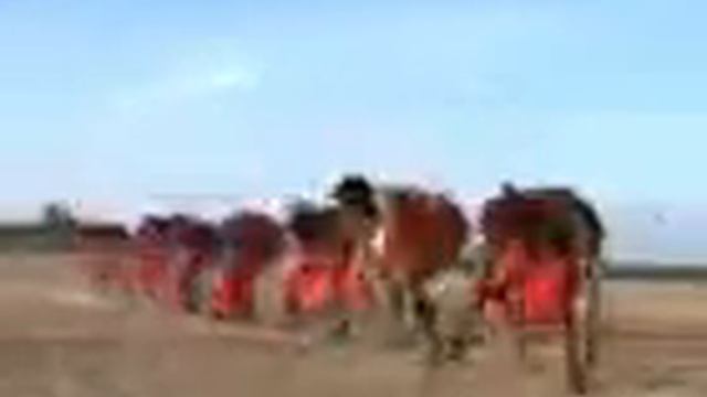 Amina R muhando смотреть онлайн