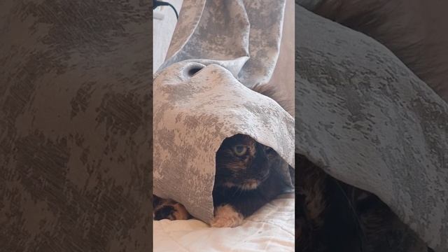 Моська испугалась