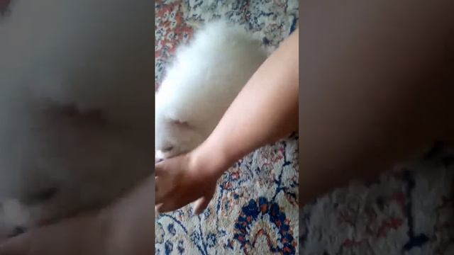 Мой маленький Японский Шпиц смотреть онлайн