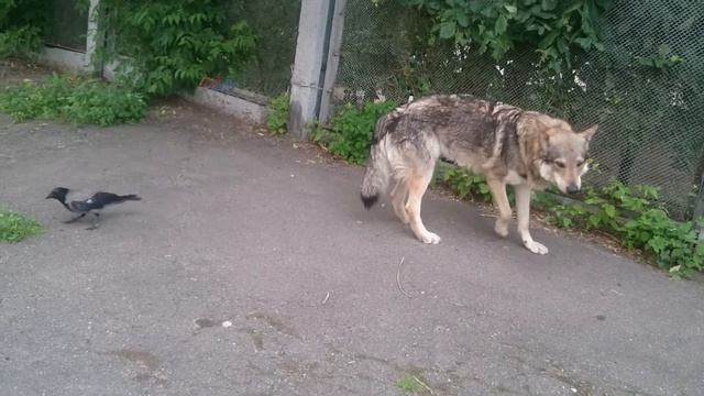 Ворька пристаёт к Канису смотреть онлайн