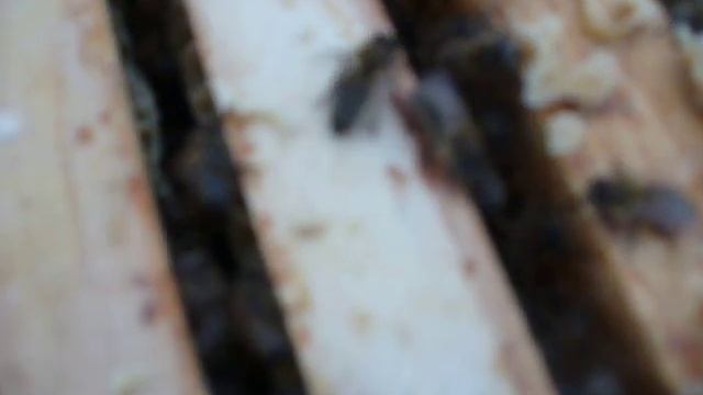 Шести рамочники. 28 сентября. Достаточно ли пчёл для успешной зимовки? смотреть онлайн