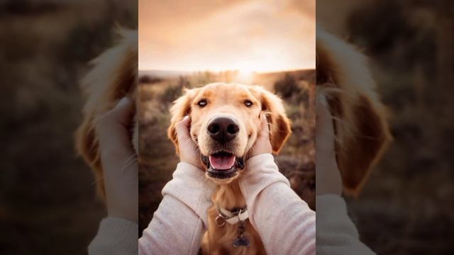 Карта СОБАКА / Обучающее видео