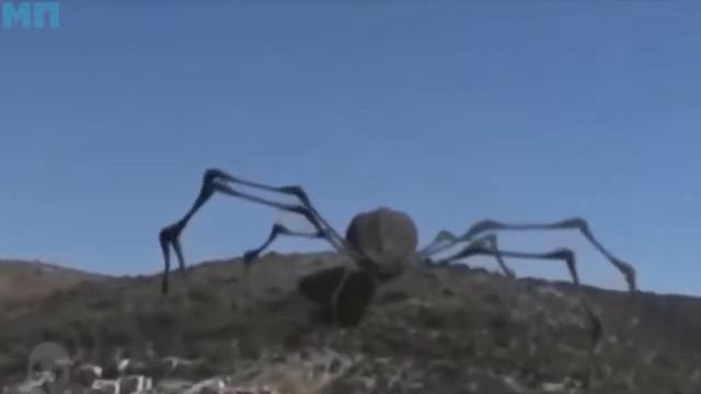 7 ГИГАНТСКИХ ПАУКОВ СНЯТЫХ НА КАМЕРУ ОГРОМНЫЕ НАСЕКОМЫЕ СНЯТЫЕ ОЧЕВИДЦАМИ смотреть онлайн