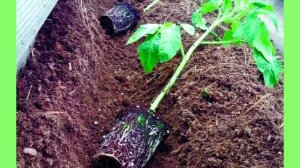 Метровая рассада томатов.  Что делать? Как посадить переросшую рассаду томатов.