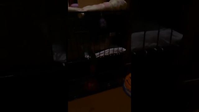 маленькие кошки 25 03 18 2 смотреть онлайн